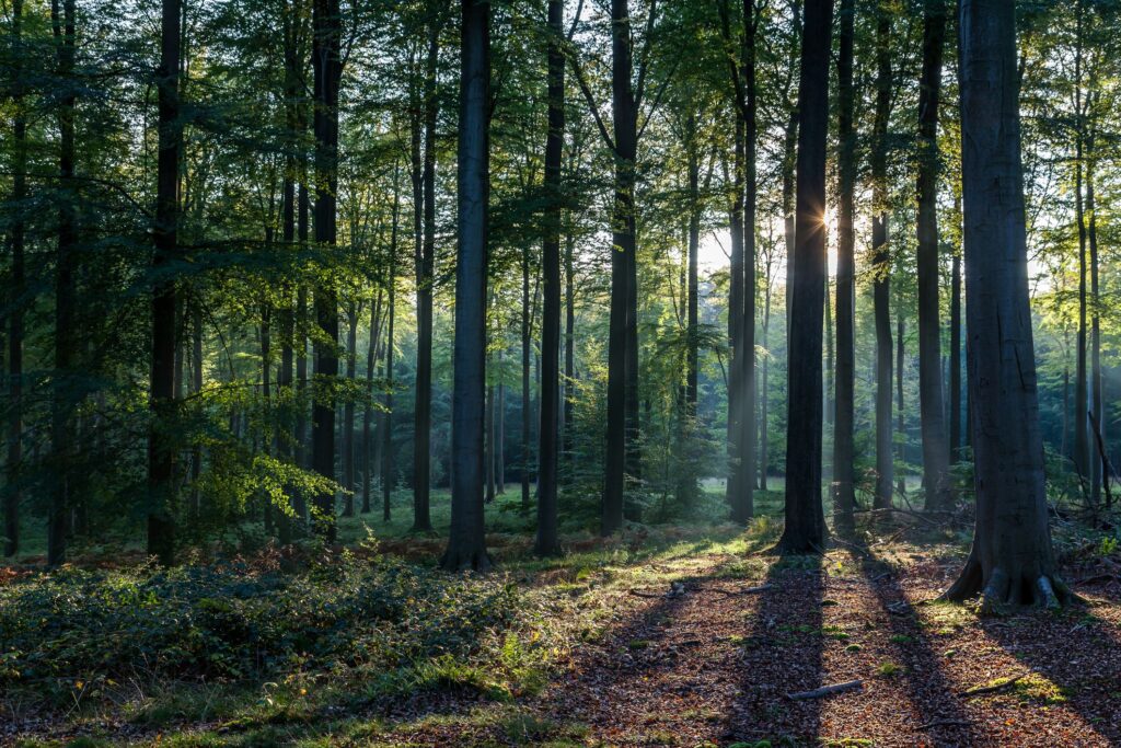 Take a Walk in the Woods